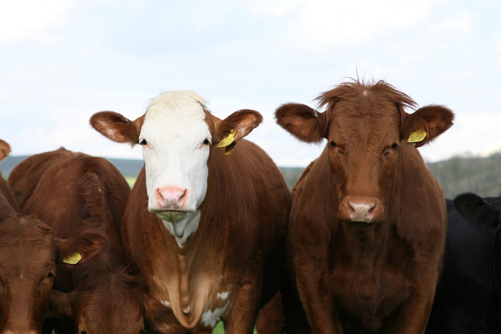 A group of cows standing next to each other.