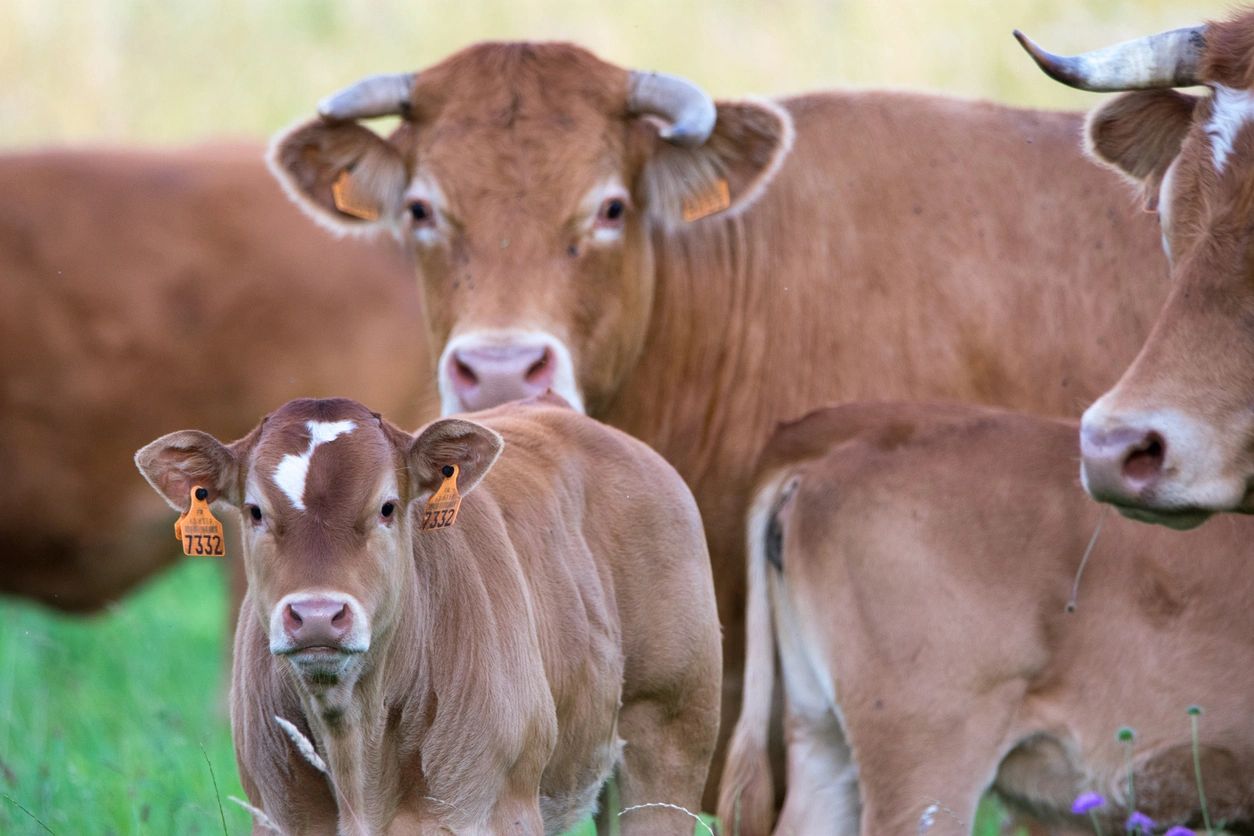 A cow and two calves standing in the grass.