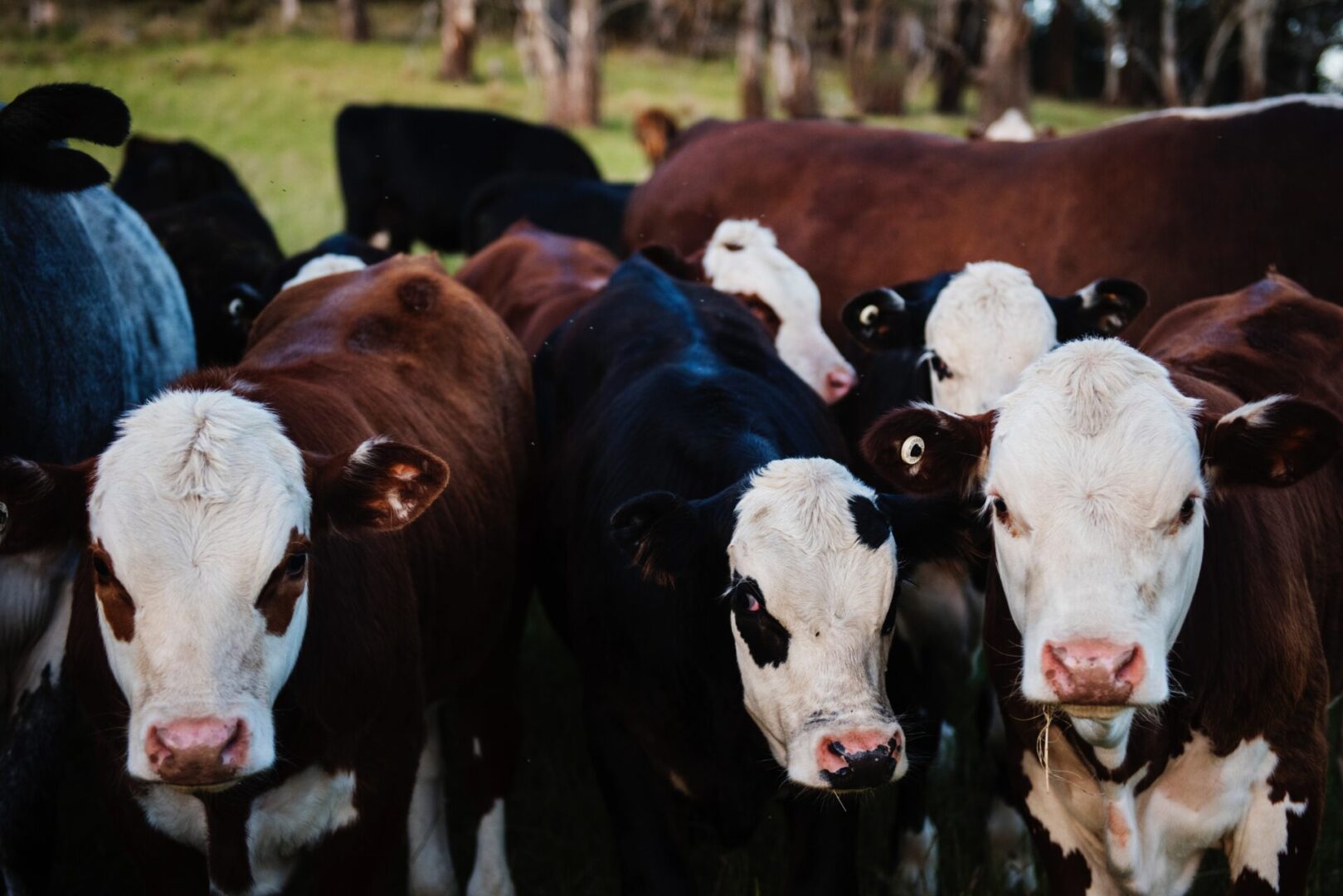 A herd of cows standing next to each other.