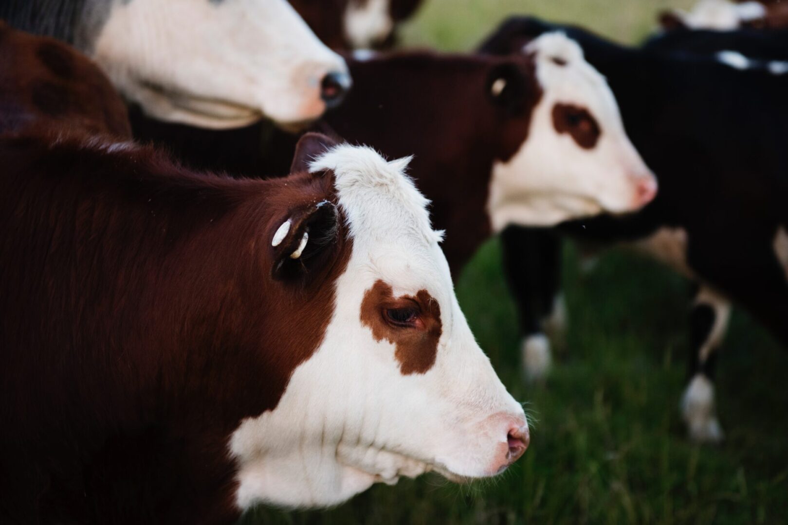 A herd of cows standing in the grass.