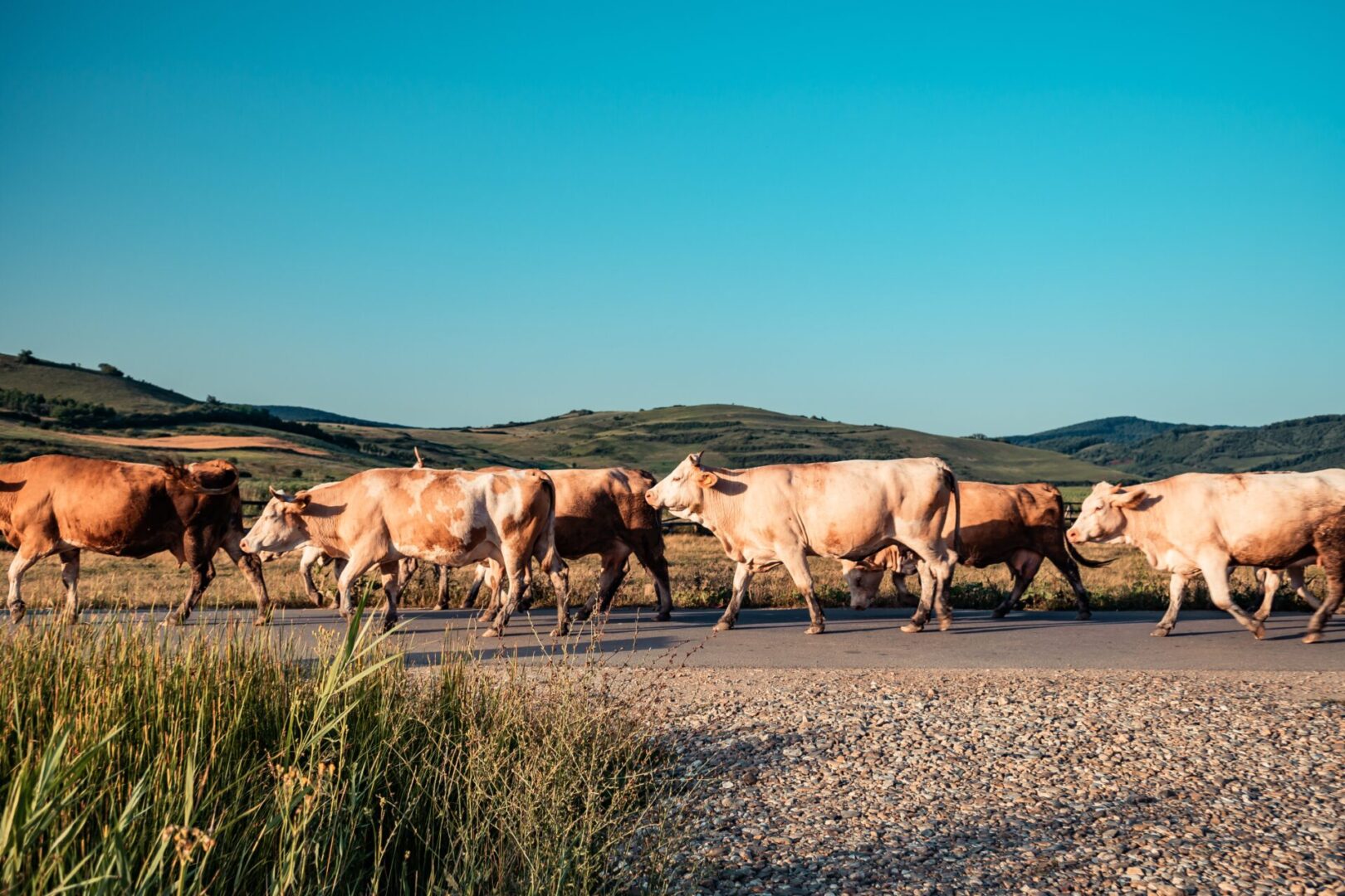 A herd of cattle walking down the road.